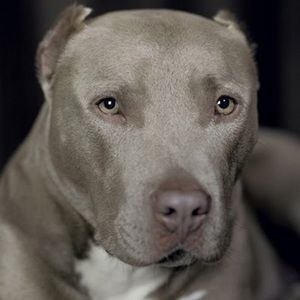 Meet your Posher, Lee